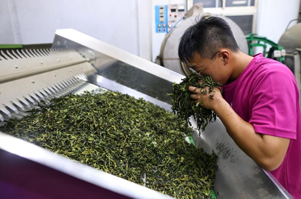 Shun-yih smells tea leaves to determine whether they’re ready (Reuters)