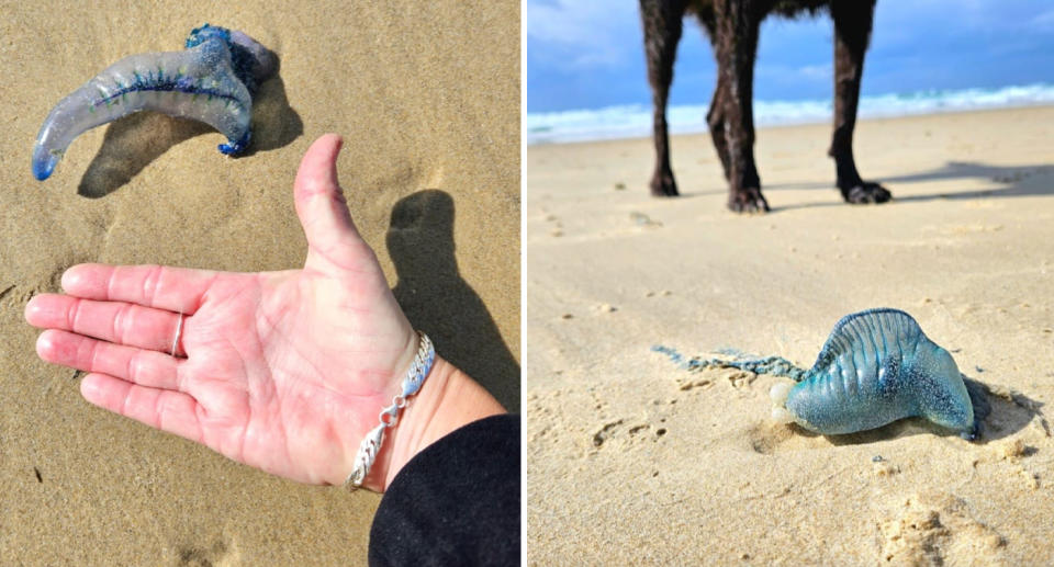 A bluebottle size can be seen being compared to the beachgoer's hand (left) and a picture of another bluebottle can be seen on the beach with a dog in the background (right). 