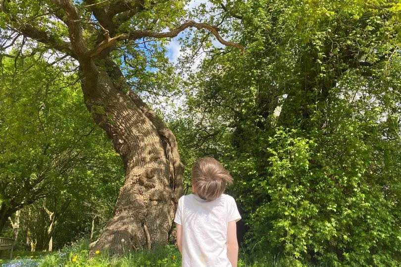 The Marton Oak is one of the rarest trees in Britain