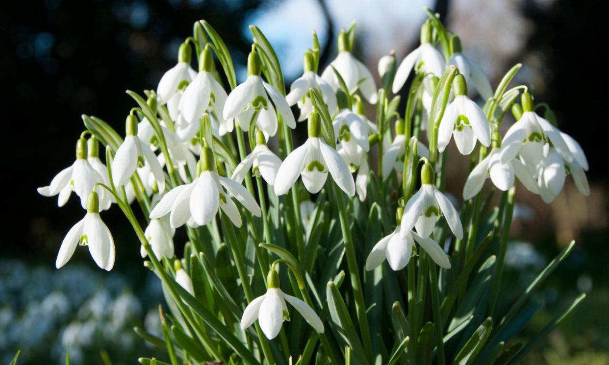 <span>Snowdrops, the ‘venturous harbinger of spring’ as William Wordsworth put it.</span><span>Photograph: Tracey Whitefoot/Alamy</span>