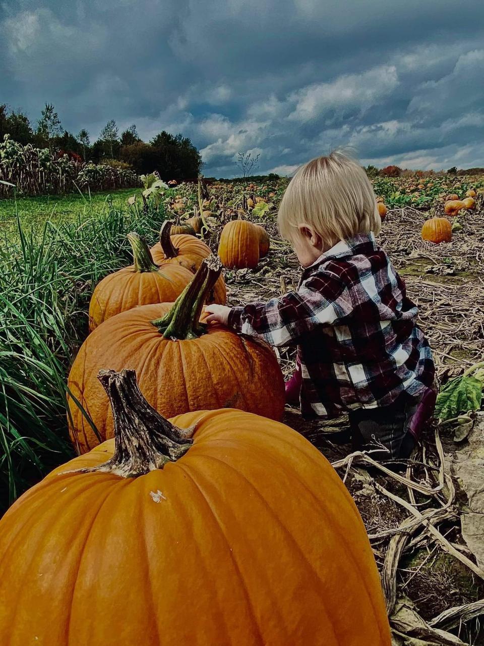 Find the perfect pumpkin this year at Arnold's Strawberries in Rudolph. This year they will host a Fall Harvest event on Oct. 1-2.