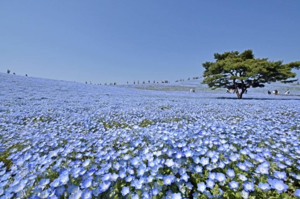 日本旅遊｜茨城賞花一日遊8折優惠！暢遊兩大絕美花祭： CNN「世界10大夢幻旅遊景點」紫藤花祭＋450萬朵紫藍色粉蝶花海