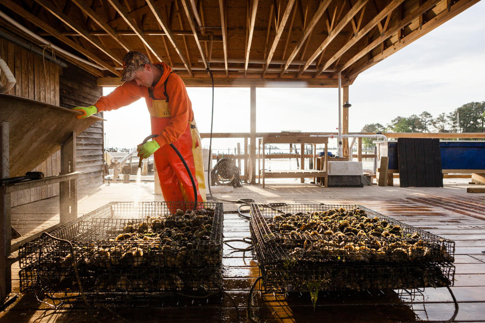 <p>Oysters harvested from the Rappahannock River. (Photo: Chesapeake Bay Program) </p>