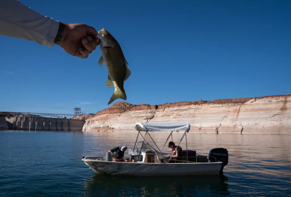 Paul McNabb holds a small mouth bass, while Utah State University researchers record fish species during a survey on June 9, 2022, above Glen Canyon Dam on Lake Powell.