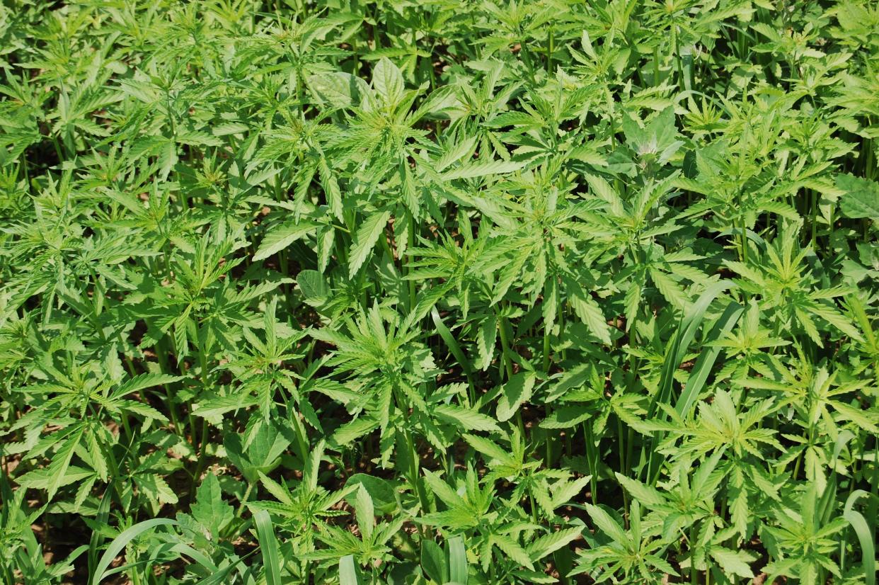 This year the Oneida Nation is experimenting with growing hemp fiber for industrial purposes.