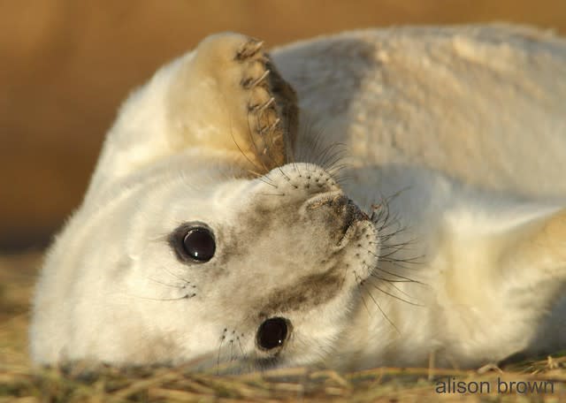 Grey Seal Pup