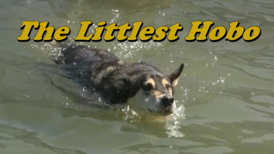 A number of people have taken to Twitter to voice confusion, and to post GIFs of the classic Canadian television series The Littlest Hobo. (YouTube)