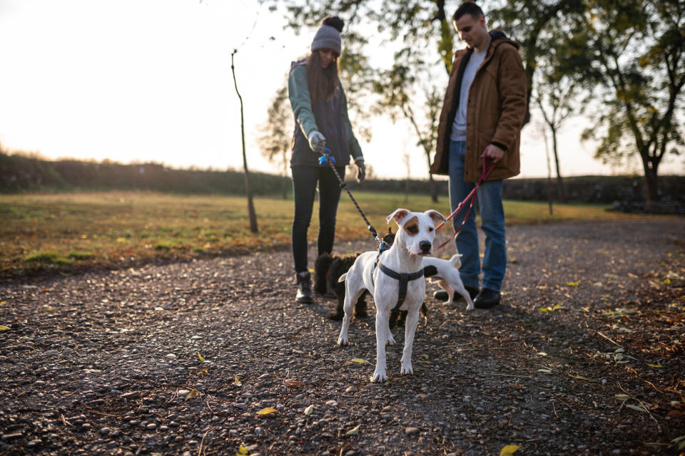 Going for a dog walk together can be a good idea for animal lovers. (Getty Images)