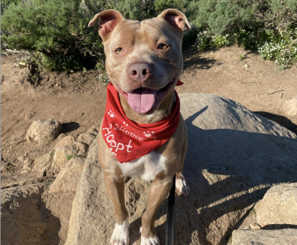 Hercules, a 2-year-old pit bull, is available for adoption at the San Luis Obispo County Animal Services shelter. Allie Mortenson