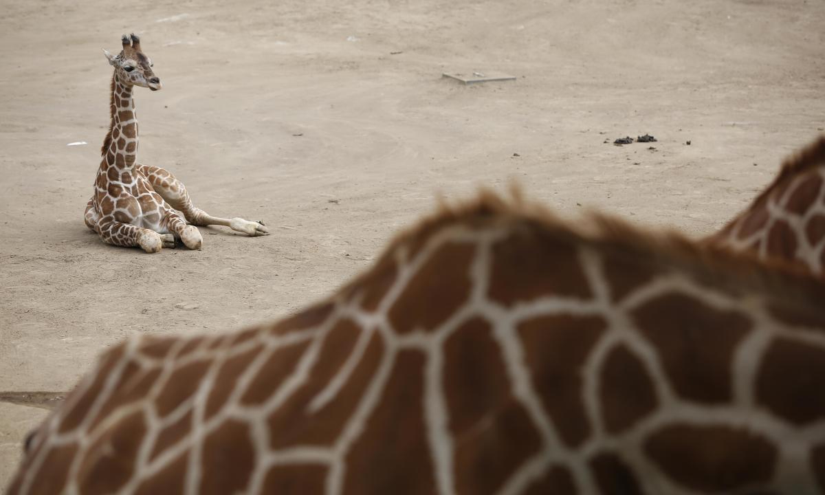 Безупречен жираф, смятан за единствен в света, роден в зоологическата градина в Тенеси