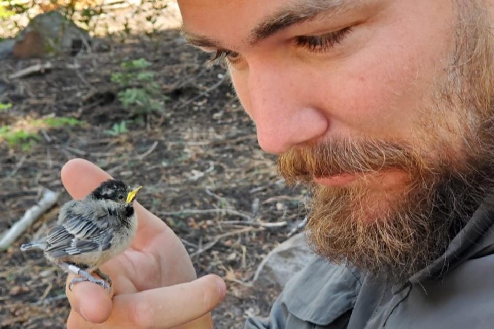 The author, Benjamin Sonnenberg, and one of his research subjects − a young chickadee with a transponder tag on its leg. Benjamin Sonnenberg