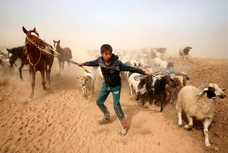 A displaced Iraqi boy leads his animals to safety after escaping from Islamic State controlled village of Abu Jarboa during clashes with IS militants near Mosul, Iraq November 1, 2016. (REUTERS/Ahmed Jadallah)