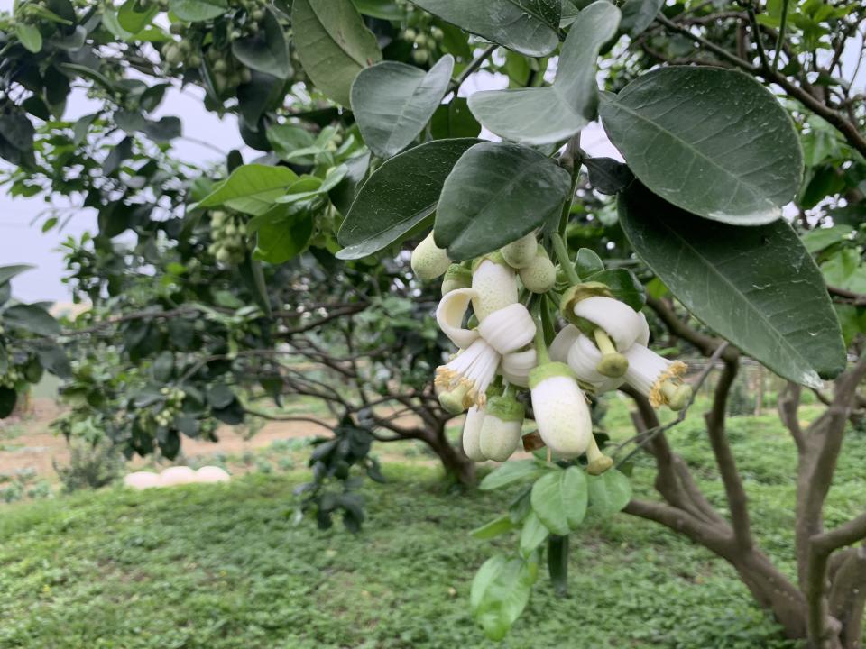 ▲新北市八里文旦柚遠近馳名，每年3、 4月是柚花盛開季節。（圖／新北市農業局提供）