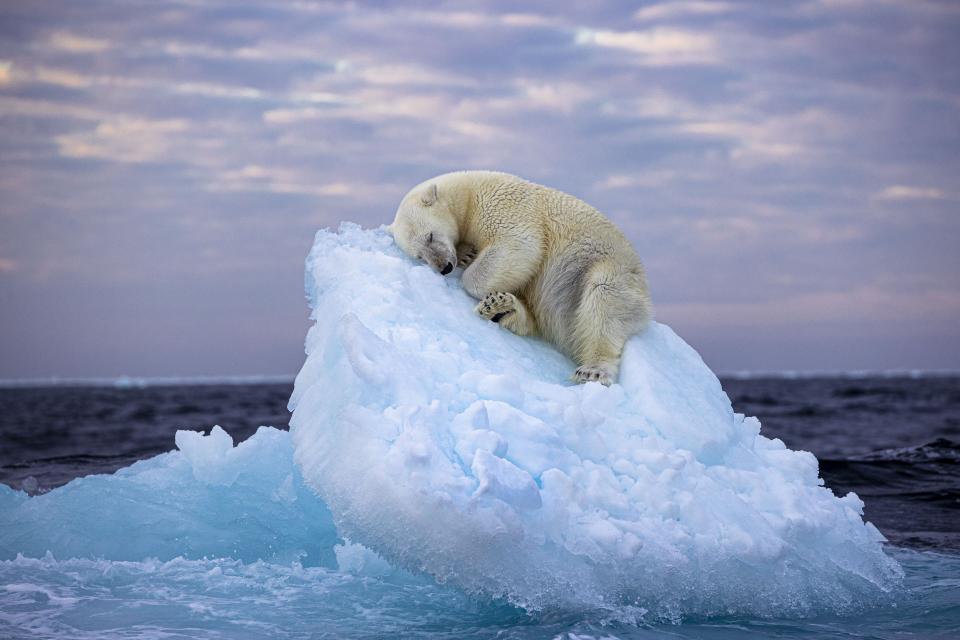 A polar bear carves out a bed from a small iceberg before drifting off to sleep in the far north, off Norway’s Svalbard archipelago.