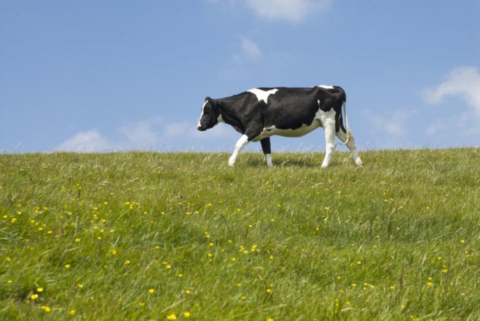 Cow out to pasture | Getty