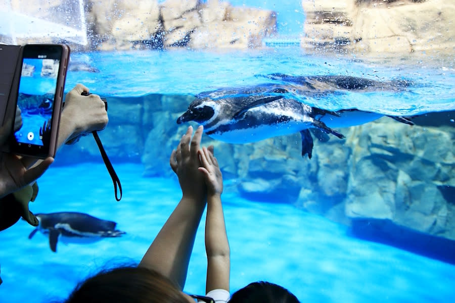 桃園水族館 Xpark 八景島水族館