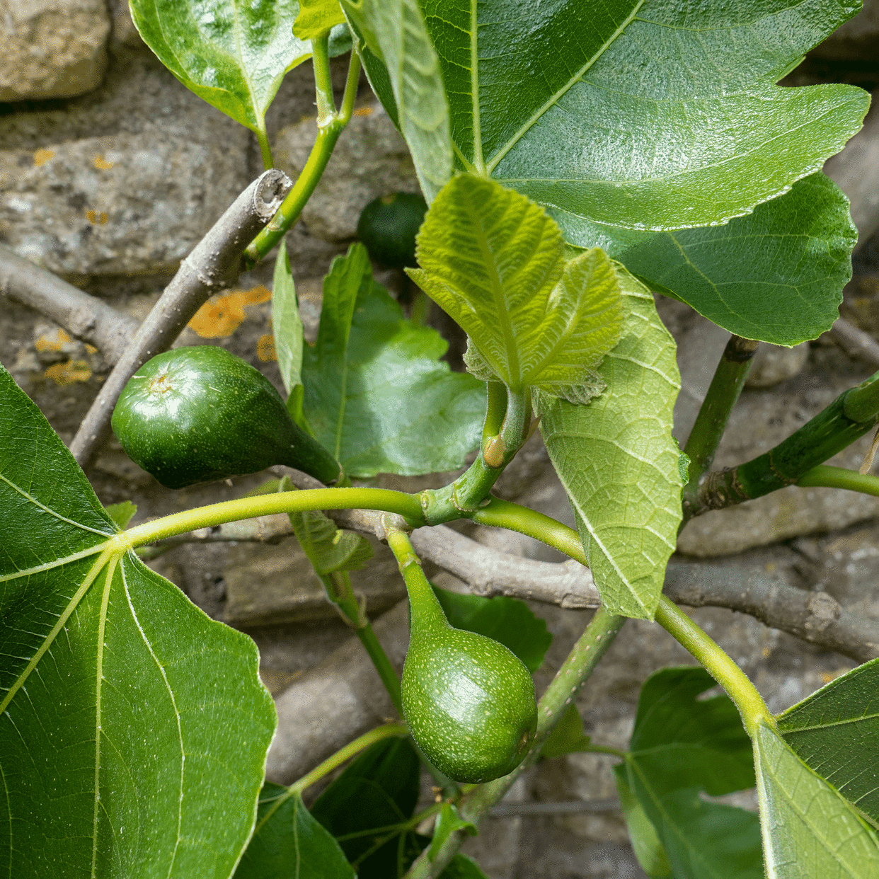  Fig tree 