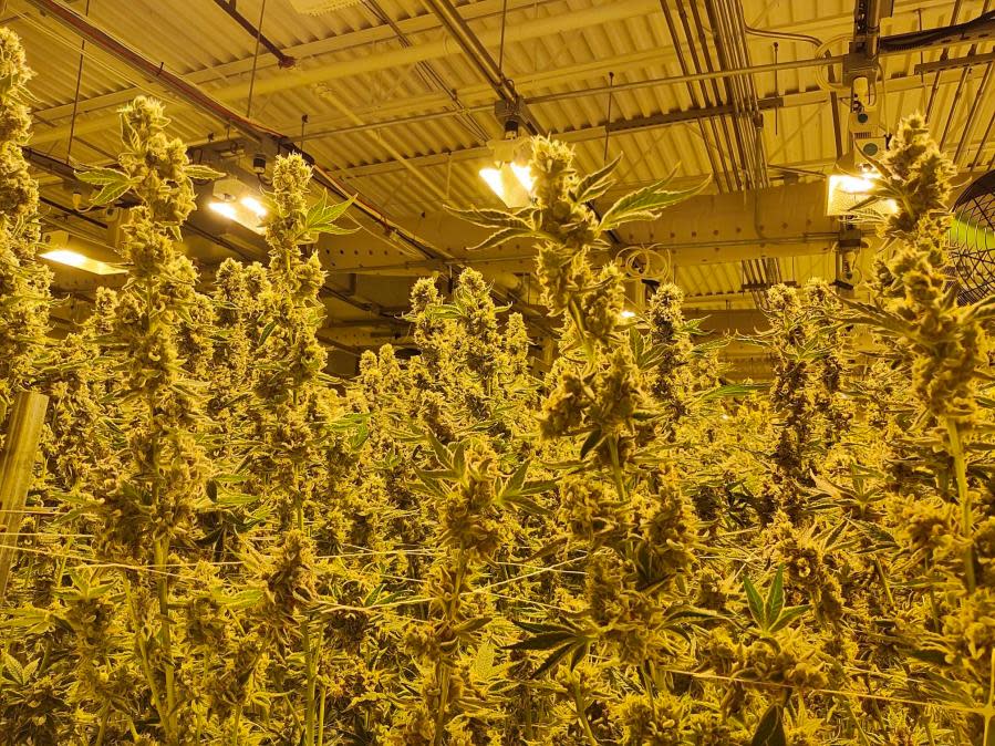 Adult marijuana plants at Cresco Labs' Yellow Springs facility. (NBC4 Photo/Mark Feuerborn)