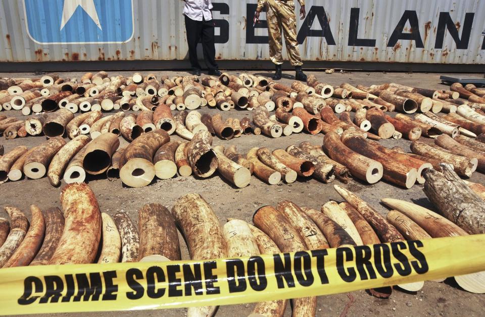 FILE - In this Tuesday, Oct. 8, 2013 file photo, Kenyan officials display some of more than 1,600 pieces of illegal ivory found hidden inside bags of sesame seeds in freight traveling from Uganda, in Kenya's major port city of Mombasa, Kenya. A Kenyan court sentenced a Chinese man Tang Yong Jian on Tuesday, Jan. 28, 2014 to seven years in jail, or a fine of about US$230,000, for ivory smuggling in the first case since the country passed a stringent new law to deter illegal trading in wildlife products. (AP Photo, File)