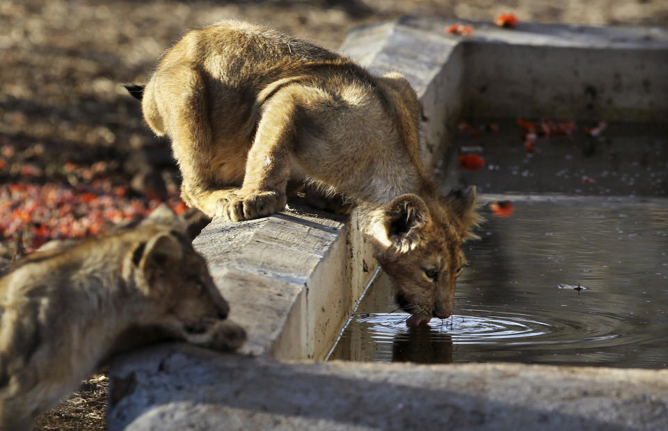 In this March 25, 2012 photo, a lioness drinks water at the Gir Sanctuary in the western Indian state of Gujarat, India. Nurtured back to about 400 from less than 50 a century ago, these wild Asiatic lions are the last of a species that once roamed from Morocco and Greece to the eastern reaches of India. The subject of saving lions is an emotional one in India. The lion also holds iconic status in religions and cultures. The multi-armed Hindu warrior goddess Durga is traditionally shown with a lion as her mount. Four lions make the national emblem - symbolizing power, courage, pride and confidence. (AP Photo/Rajanish Kakade)