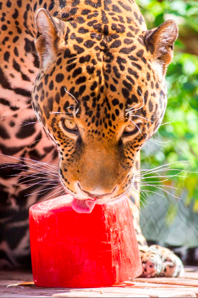 Winter in July @ The Phoenix Zoo