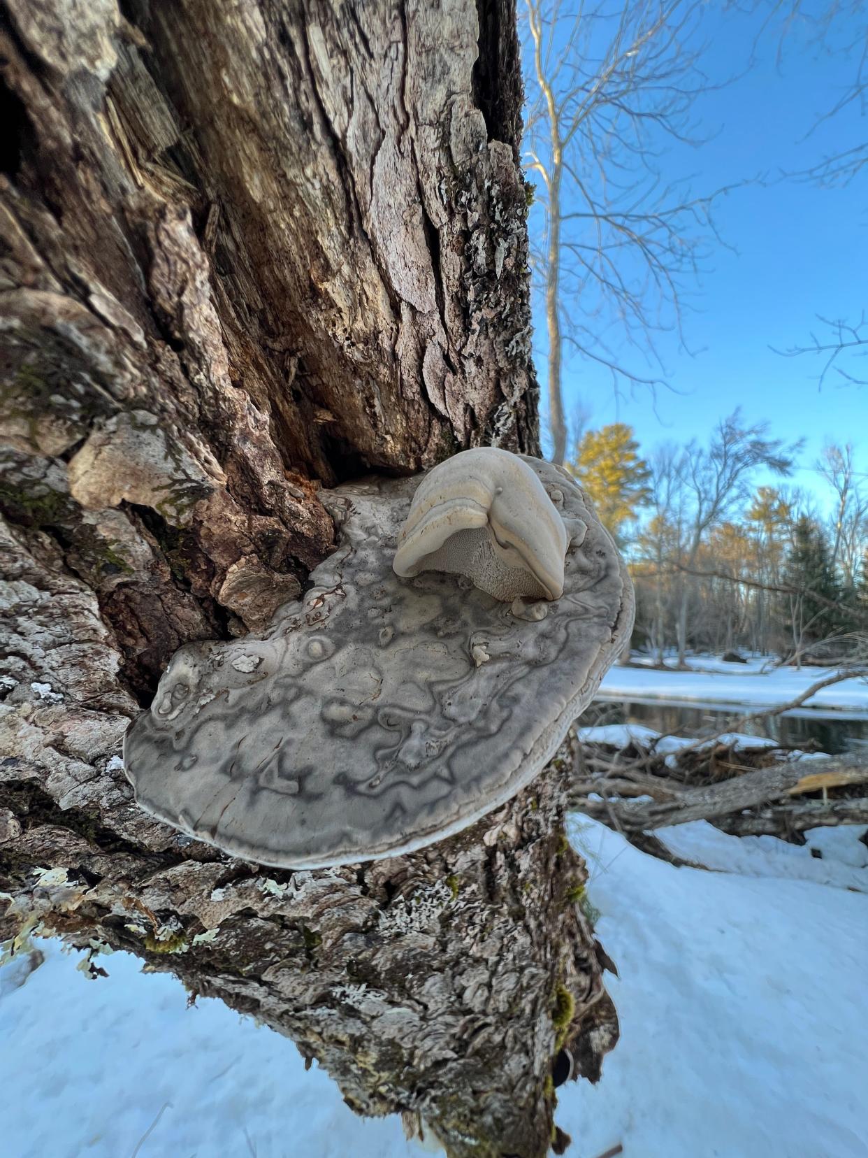 Upside down bracket with litte right side up one growing from it.