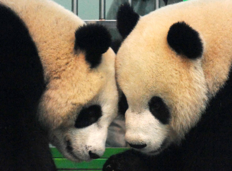 台北市立動物園貓熊團團（右）與圓圓在2008年2月3日運抵台灣進住台北市立木柵動物園，2009年1月29日公開展示第4天，在園裏相互碰頭。（中央社／檔案照片）