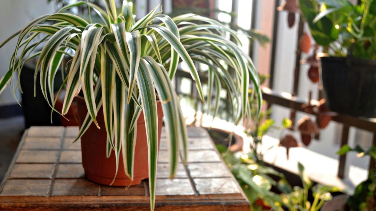 low light houseplants spider plant