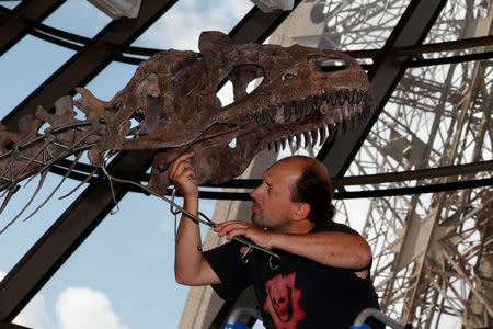A worker reconstructs dinosaur fossil at the Eiffel tower, in Paris, France, June 2, 2018 ahead of its auction on Monday. REUTERS/Philippe Wojazer