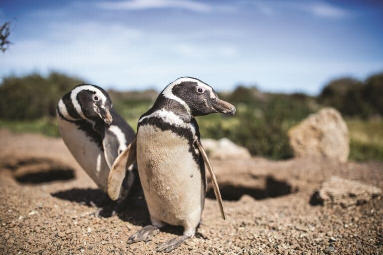 Se destruyeron al menos 140 nidos de pingüinos con una topadora para trazar un camino paralelo