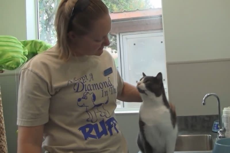 ▲貓咪被摸好舒服，待人類轉身急忙回饋：「你也辛苦了」。（圖／Youtube：County of San Diego Department of Animal Services）