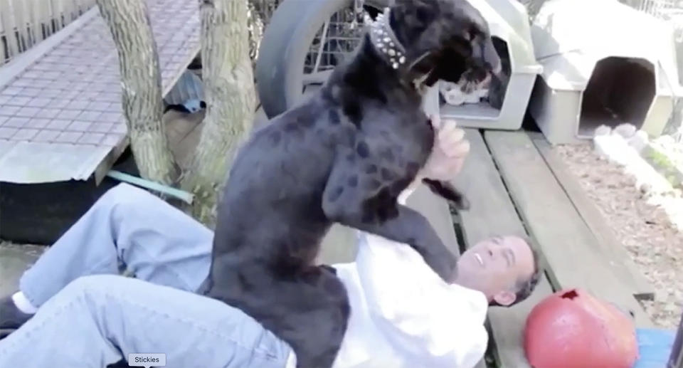 Michael Poggi plays with the black leopard inside an enclosure.