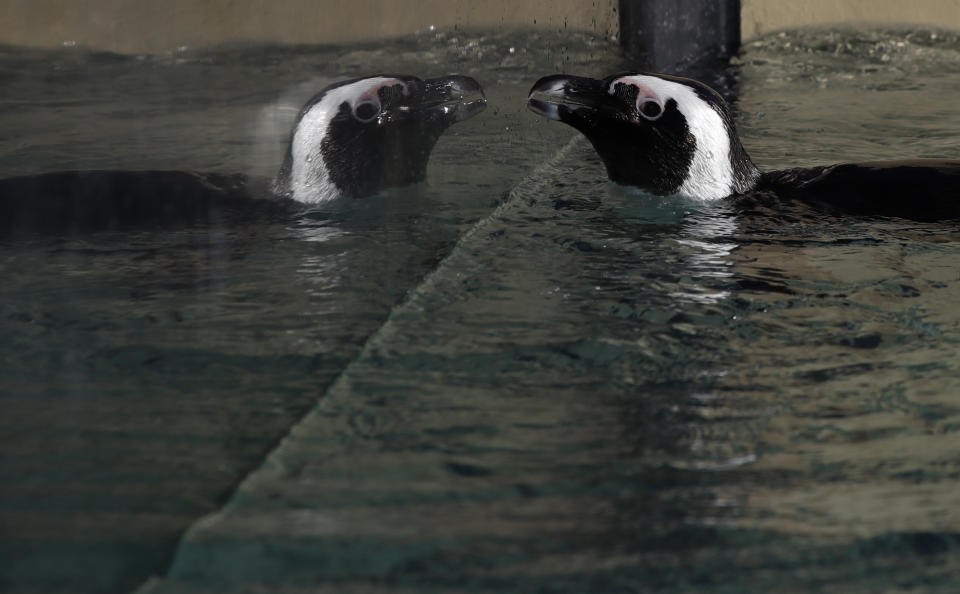 A jackass penguin is reflected on the glass of a pool during the presentation to journalists of this endangered specie at the Rome's zoo, Thursday, Dec. 27, 2018. (AP Photo/Alessandra Tarantino)