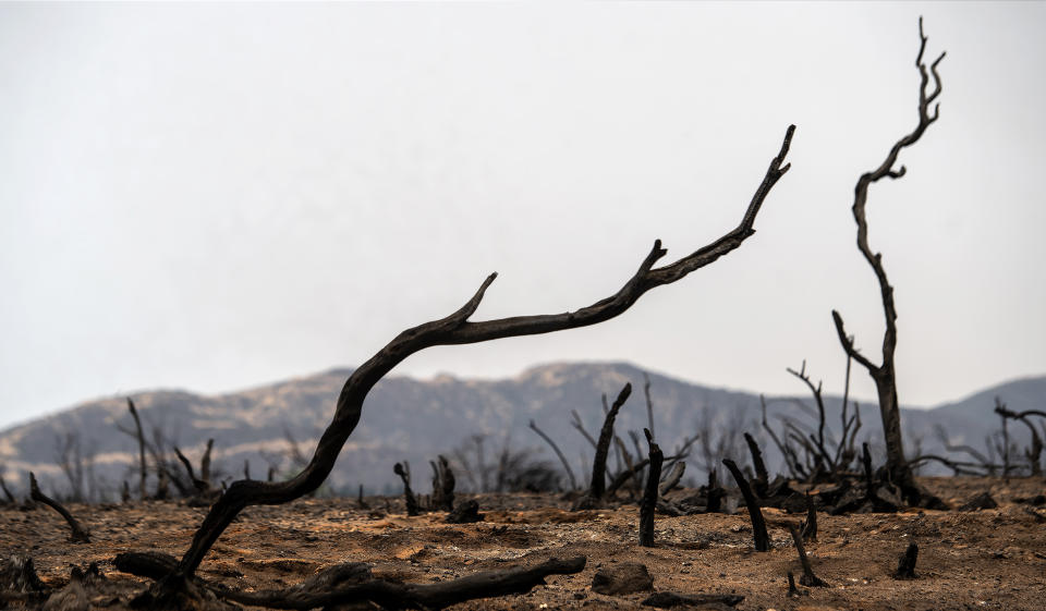 (Cindy Yamanaka/The Orange County Register/SCNG via AP)