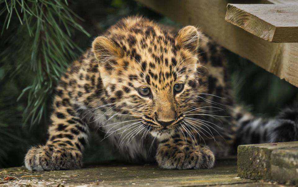 The only surviving critically endangered Amur Leopard cub born in Europe this year takes its first steps into its reserve at the Yorkshire Wildlife Park in Doncaster. Danny Lawson/PA Wire (Photo: Danny Lawson)