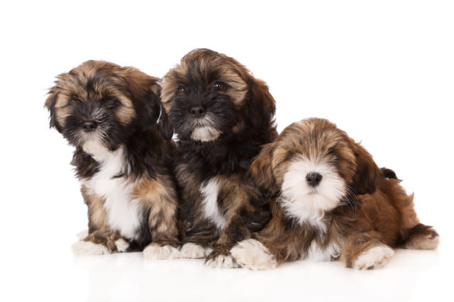 three lhasa apso puppies on white