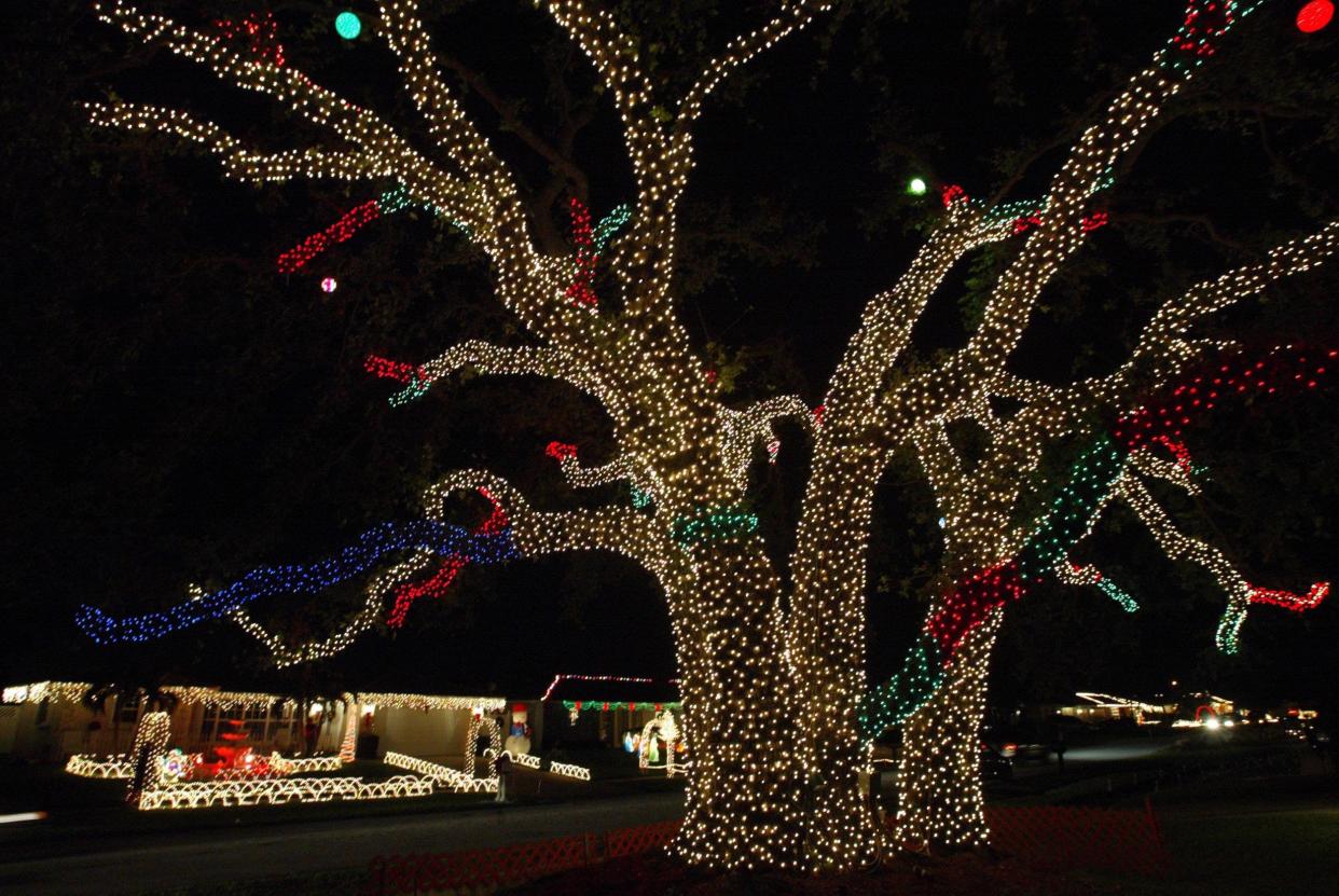 On Gabriel Lane, the Schaefers have a huge black olive tree that's dripping in white red green and blue lights in this 2005 photo.