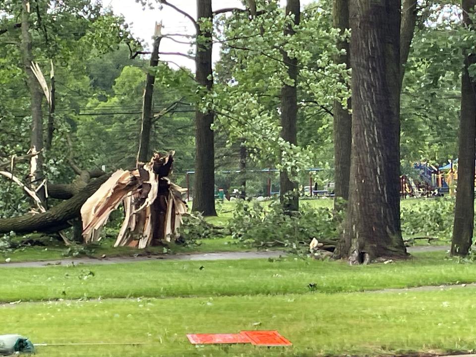 Uprooted trees and other destruction in the 6 Mile and Merriman Roads area of Livonia after a tornado touched down Wednesday afternoon.