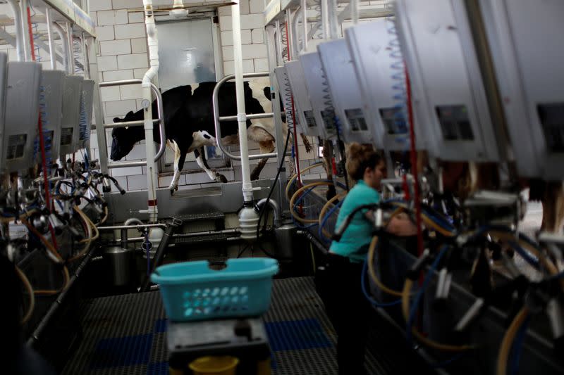 A dairy cow is seen at a farm as coronavirus disease (COVID-19) continues to spread in Middletown, Maryland