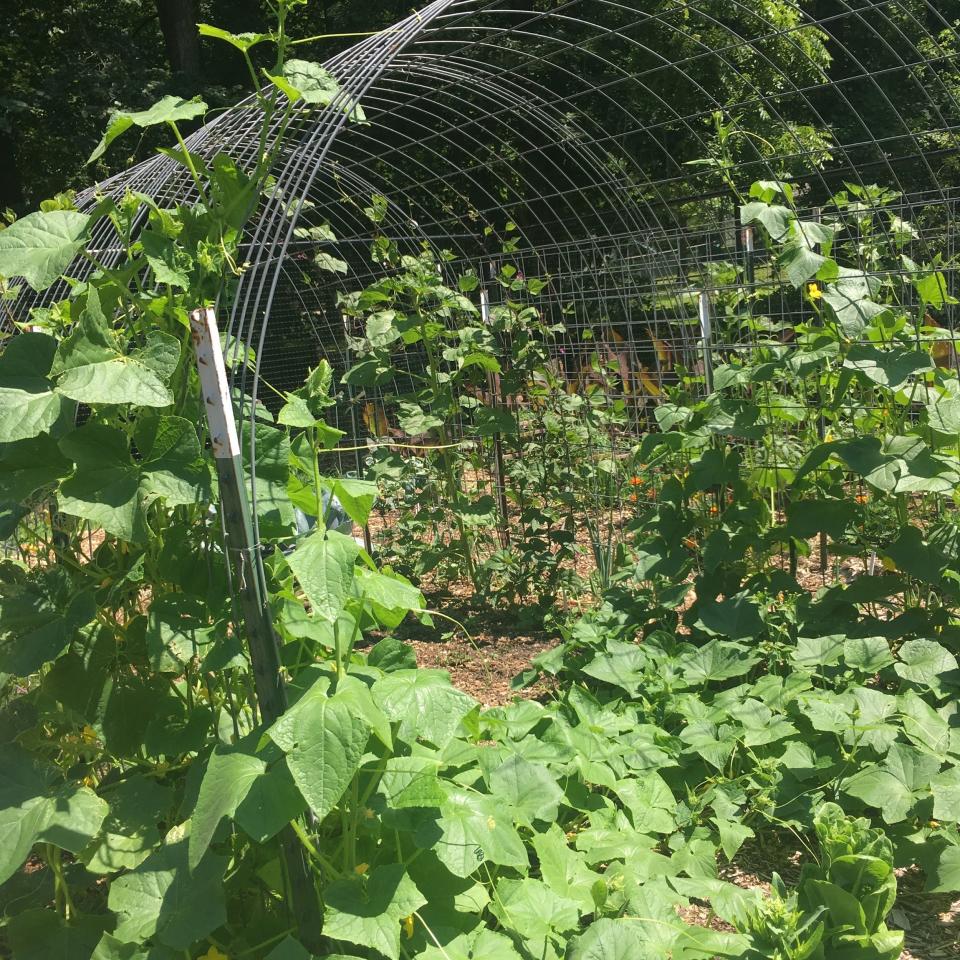 Innovative support techniques for tomatoes and pole beans have been made from bent cattle panels. Right now the cucumbers are taking over.