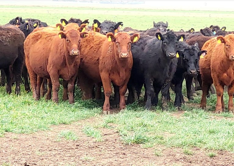 En ambientes de cría con restricciones, se deberían buscar reproductores que den hembras adaptadas a esas condiciones, con tamaño razonable y mediana producción de leche