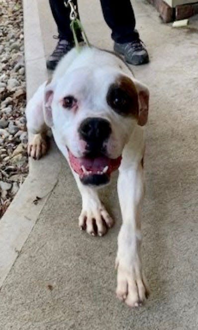 Clay, a young 65-pound mix, is one of the cruelty cases left in crates outside in a flooded driveway during Hurricane Ida. He is shy at first, but such a sweet gentle giant. He is doing a good job overcoming the neglect he suffered.