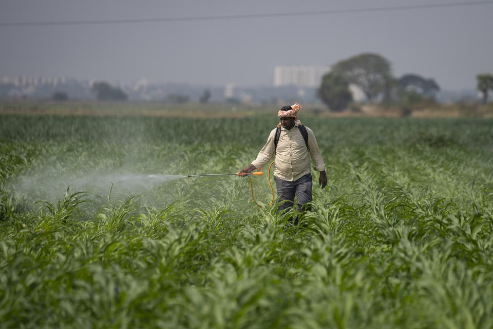 Ratna Raju, a farmer who is part of a collective who practice natural farming, sprays natural pesticide on his farm in Pedavuppudu village, Guntur district of southern India's Andhra Pradesh state, Monday, Feb. 12, 2024. The soil can absorb more water because it's more porous than pesticide-laden soil which is crusty and dry. (AP Photo/Altaf Qadri)