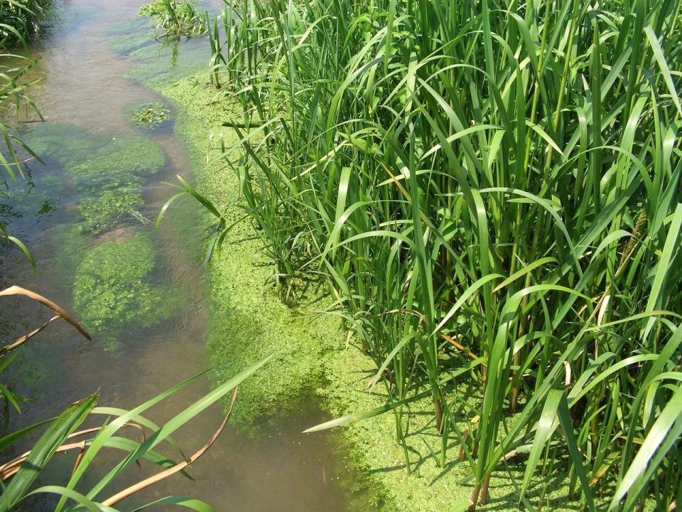 During warmer months, fertilizers are banned within 50 feet of the water's edge in Hamburg Township.