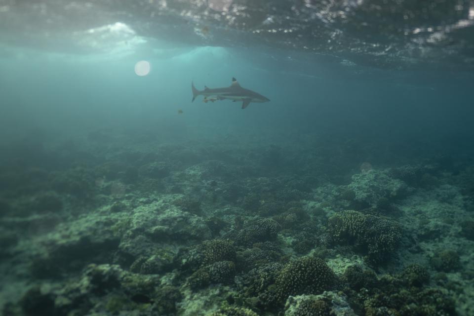 A shark swims along the coral reef in Vairao, Tahiti, French Polynesia, Wednesday, Jan. 17, 2024. (AP Photo/Daniel Cole)