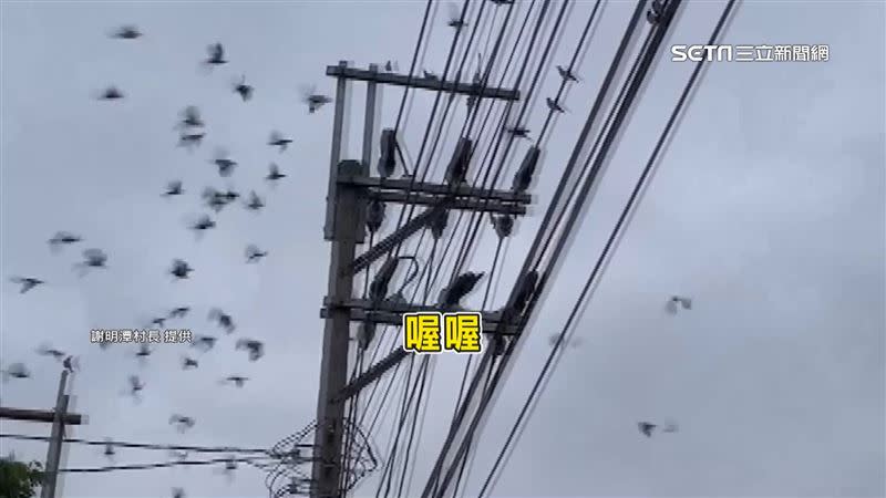 八哥鳥群聚在電線上。（圖／謝明潭村長提供）