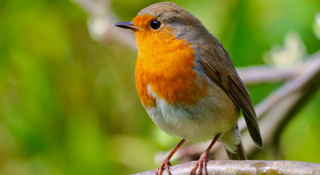 Comment attirer le rouge-gorge dans son jardin en automne ?