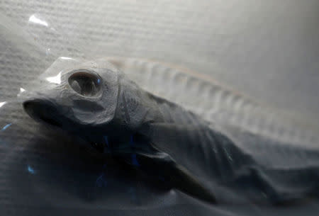 A specimen of mercury-contaminated fish from 1956 is displayed at Minamata Disease Information Center in Minamata, Kumamoto Prefecture, Japan, September 12, 2017. REUTERS/Kim Kyung-Hoon