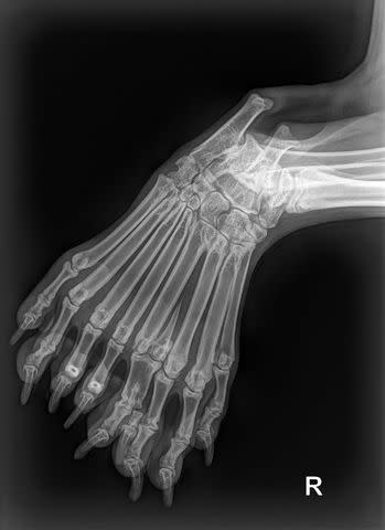 <p>Wisconsin Humane Society</p> X-ray of Bella's "extra leg"