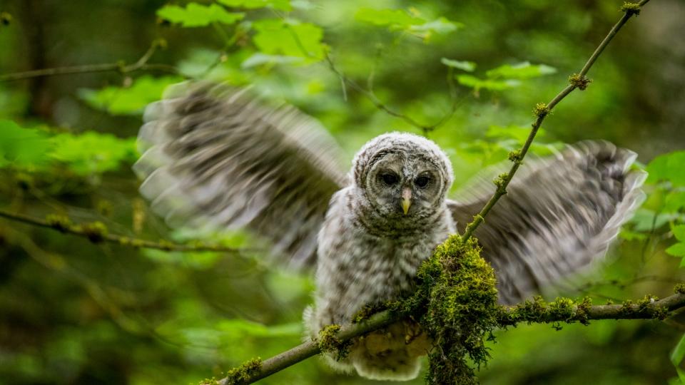 A juvenile barred owl flapping its wings in a tree
